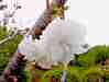 Hirosaki