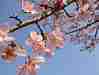 Shuzenjikanzakura