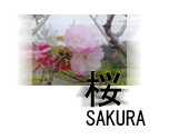 Sakura